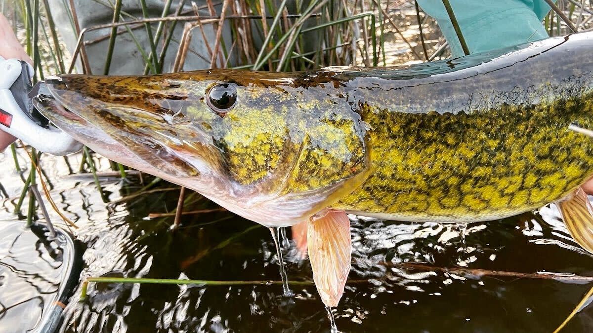 An Ice Fishing Lesson for Open-Water Pickerel