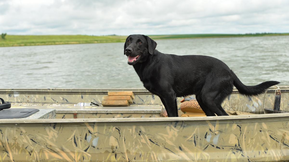 How to Introduce Your Dog to Boats 