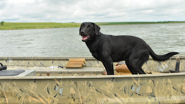 How to Introduce Your Dog to Boats 