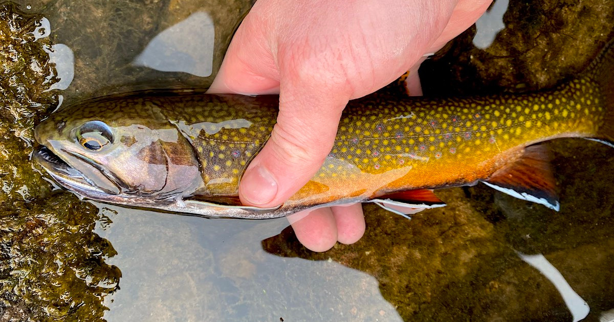 What Do Brook Trout Eat