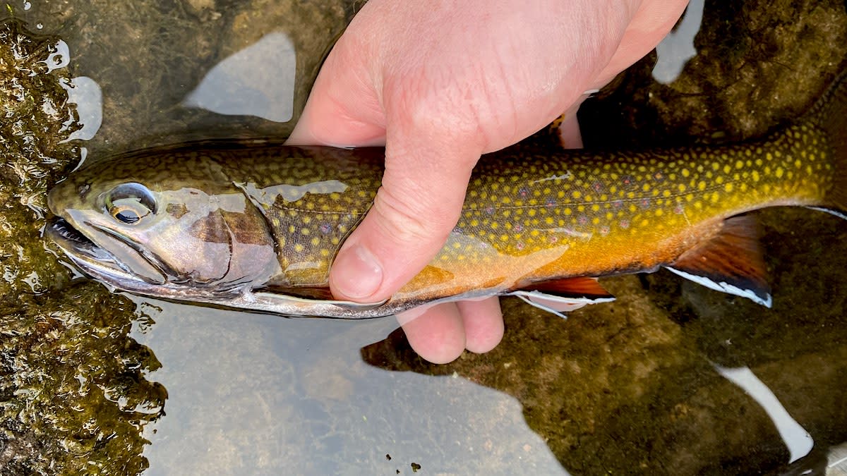 How to Catch and Eat the Delectable Brook Trout