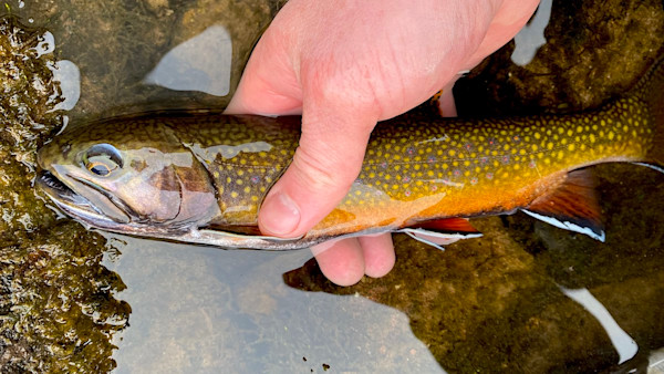 How to Catch and Eat the Delectable Brook Trout