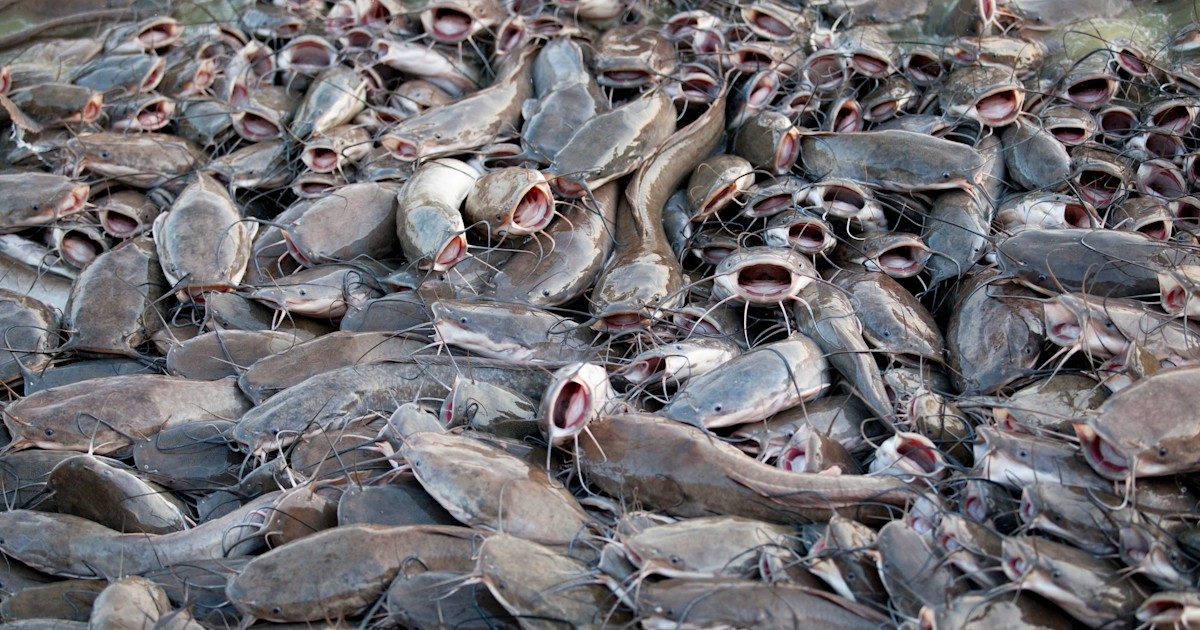 Kentucky Busts 25 Individuals for Illegally Harvesting and Planting Over 300,000 Pounds of Catfish in Pay Lakes Kentucky Busts 25 Individuals for Illegally Harvesting and Planting Over 300,000 Pounds of Catfish in Pay Lakes