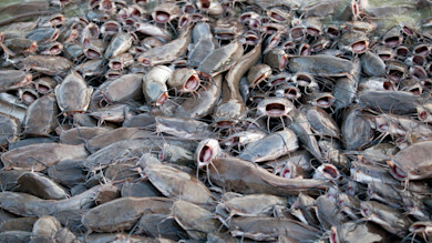 Kentucky Busts 25 Individuals for Illegally Harvesting and Planting Over 300,000 Pounds of Catfish in Pay Lakes
