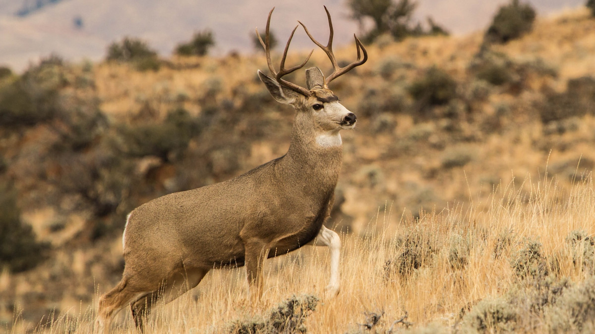 The Layup Buck: What to Make of Lucky Hunts