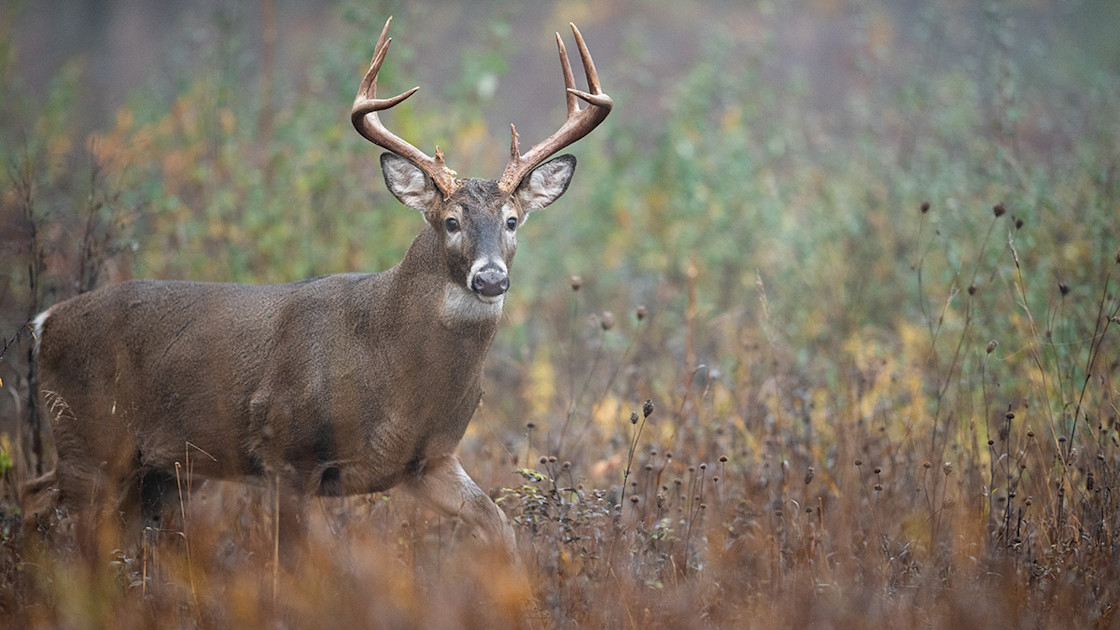 IS THE HUNT OVER WHEN A DEER BLOWS visual data 8