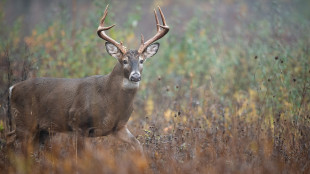 What To Do When Your Early Season Deer Plan Blows Up