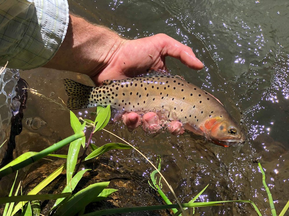 Bonneville Cutthroat Native Trout Hat