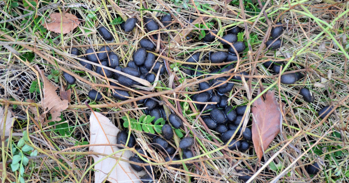 Can You Identify a Mature Buck by Droppings? | MeatEater Wired To Hunt