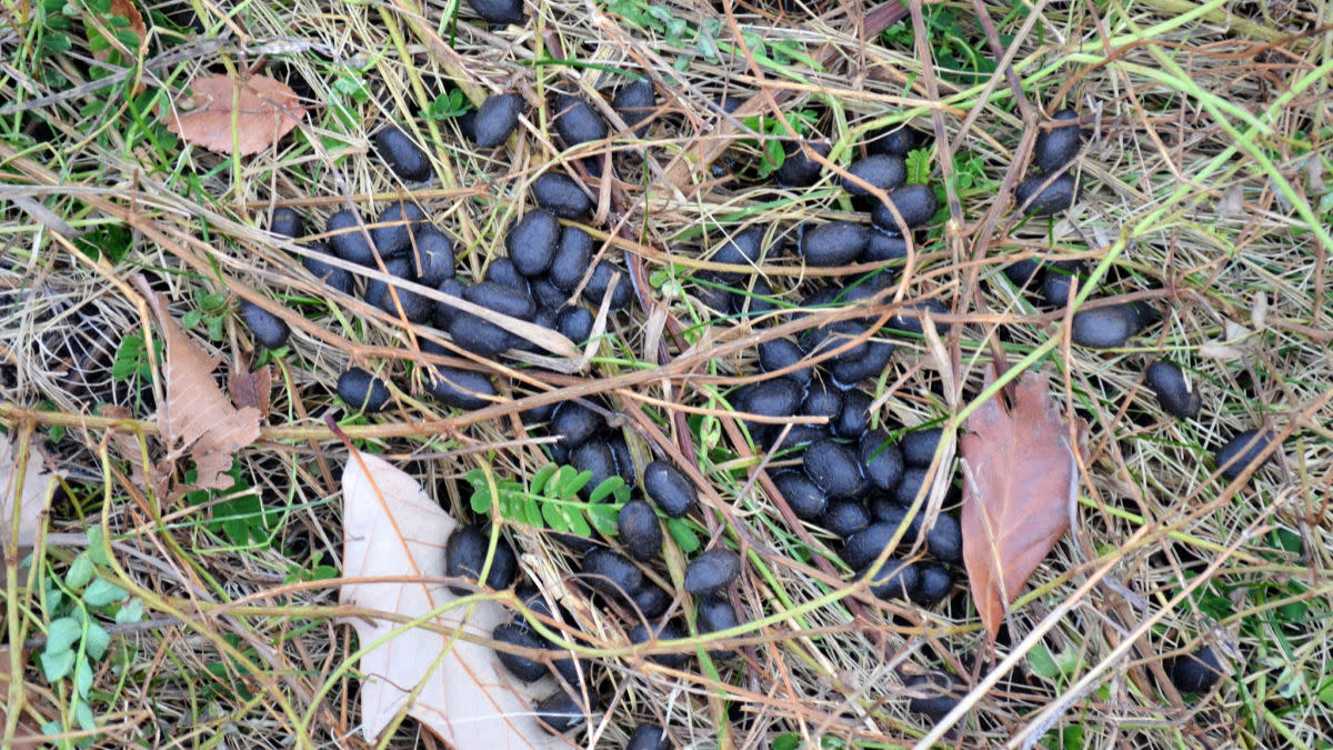 Sheep researchers ask for deer poop