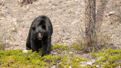 The Biology of the Black Bear Rut