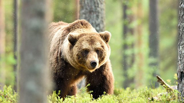 Video: 19-Year-Old Hunter Kills Brown Bear in Self Defense | MeatEater ...