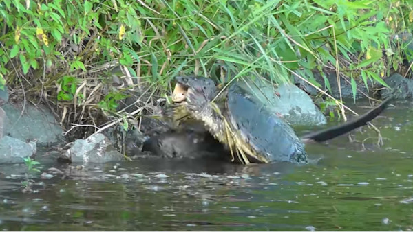 Video: River Otter and Snapping Turtle Fight to the Death