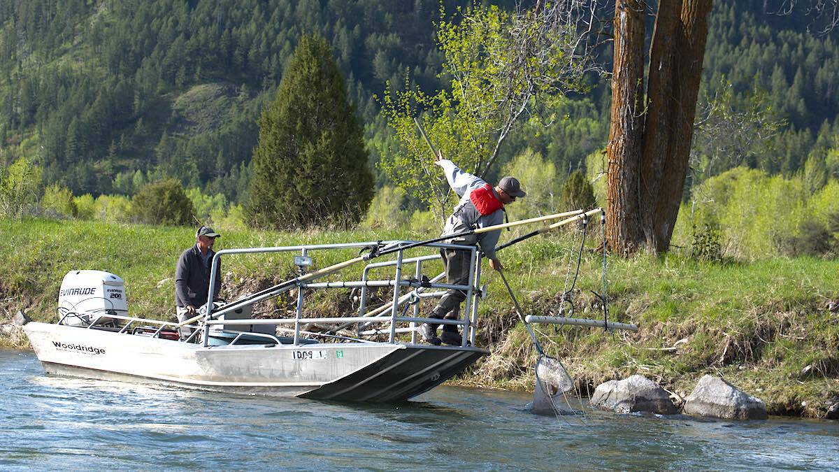 The Leading Cause of Wildlife Biologist Deaths | MeatEater Conservation