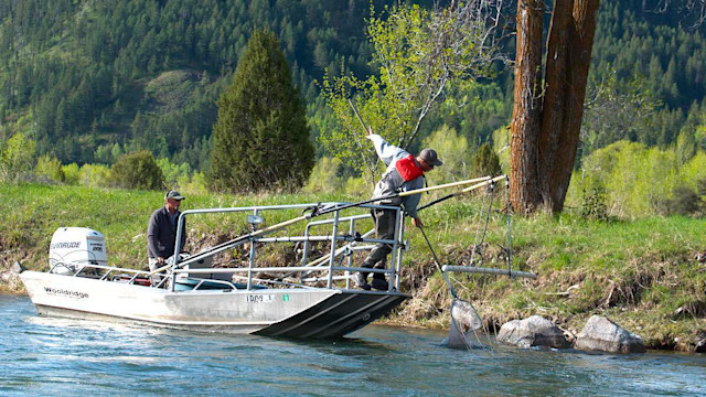 How To Become A Wildlife Biologist | Meateater Conservation