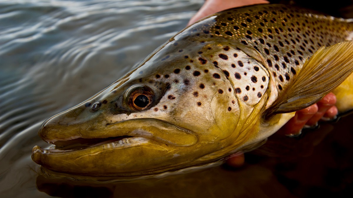 How to Pick the Best Streamer for Big Fall Trout