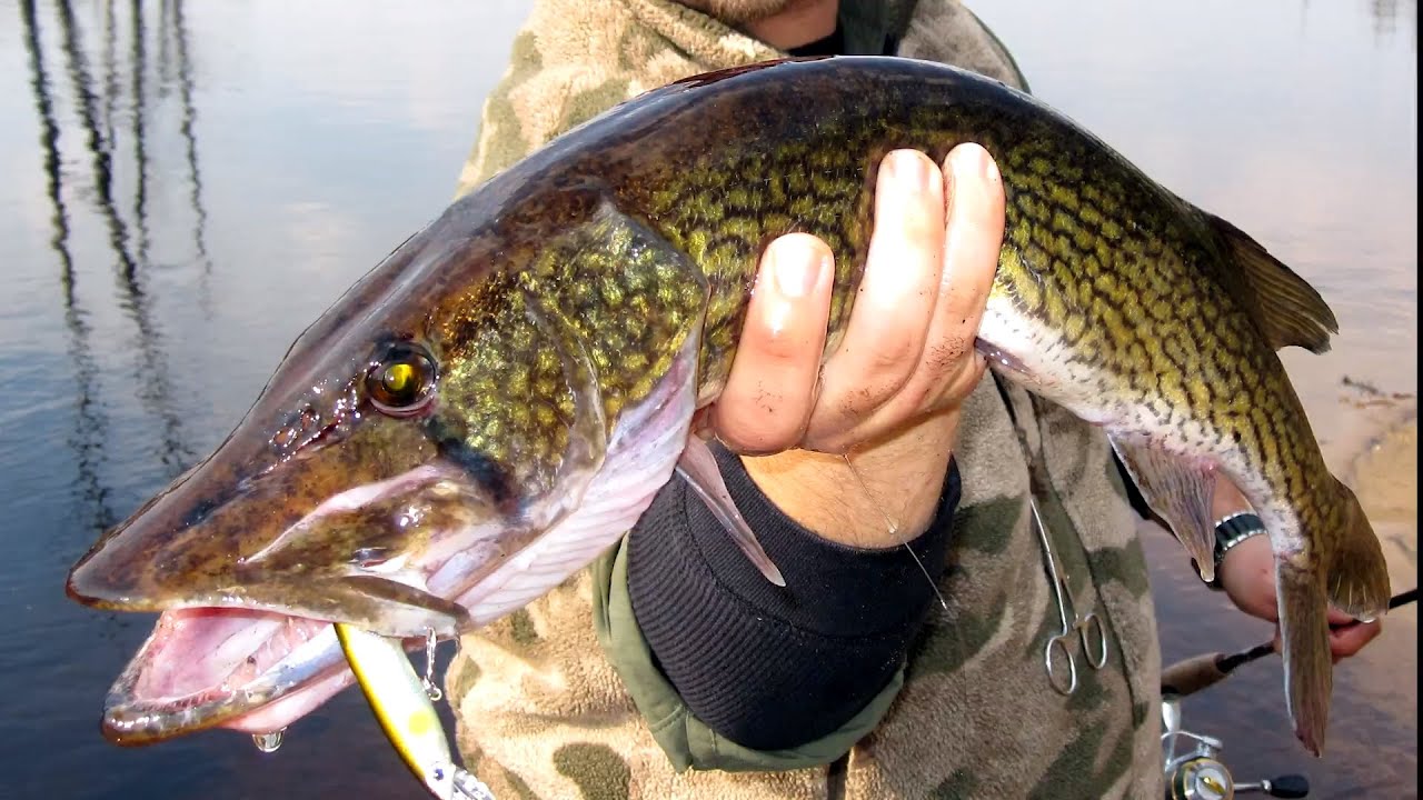 Pickerel In The Devil's Domain | B-Side Fishing Season 1