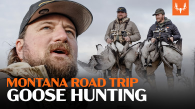 Montana Goose Hunting Road Trip