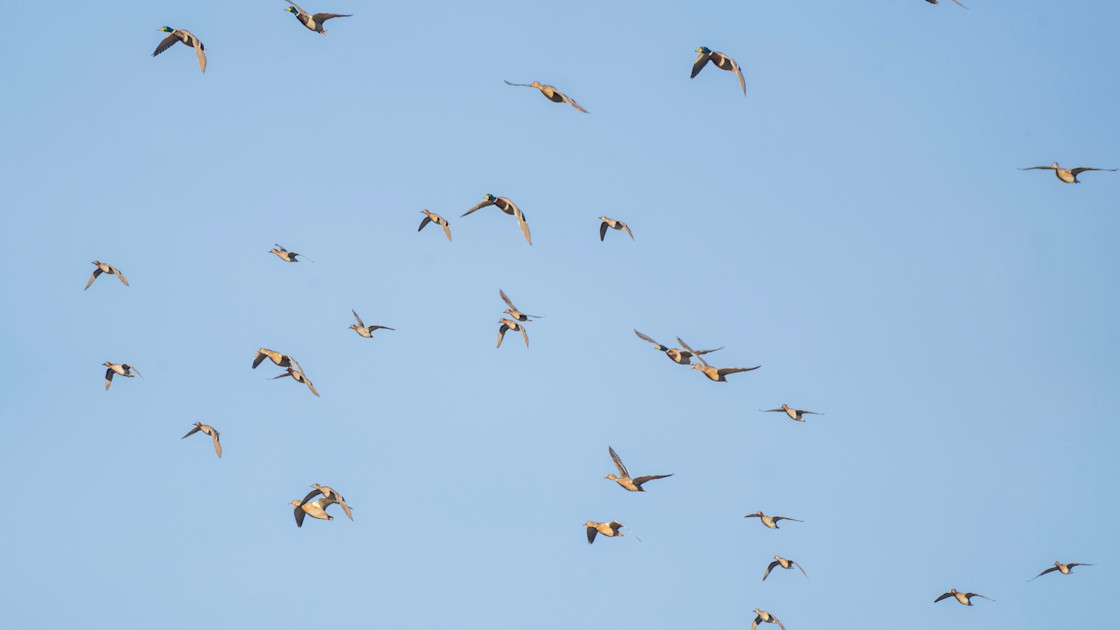 Wildlife Research Programs are Being Dismantled. Here's Why You Should Care.