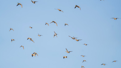 Wildlife Research Programs are Being Dismantled. Here's Why You Should Care.