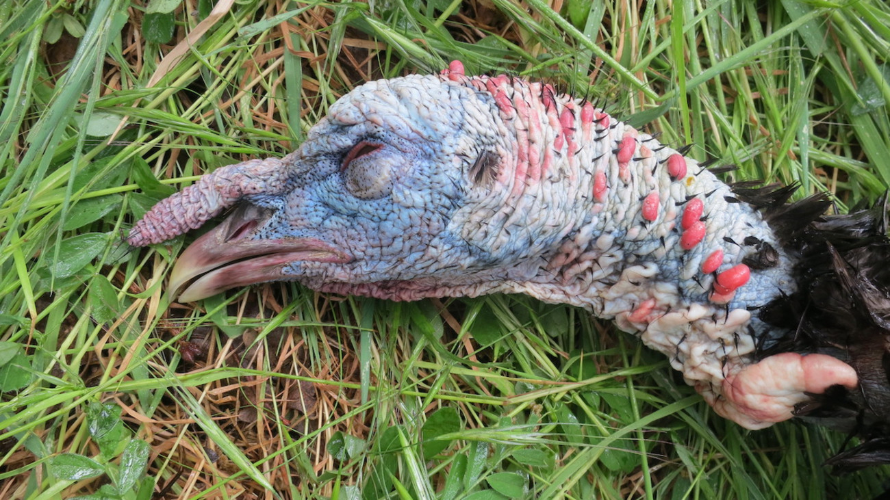 4 Men Sentenced for Poaching Nearly 100 Turkeys
