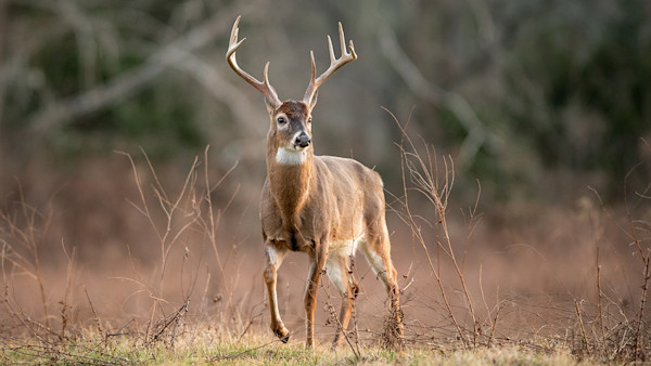 Four Questions to Ask Yourself Before Leasing Hunting Property