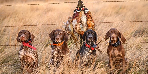 four german shorthair pointers staged with pheasants after a hunt. 