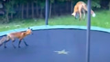 Two red foxes jumping on a backyard trampoline, one midair above the mat