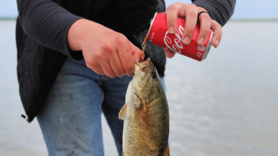 Stop Pouring Soda on Fish Gills