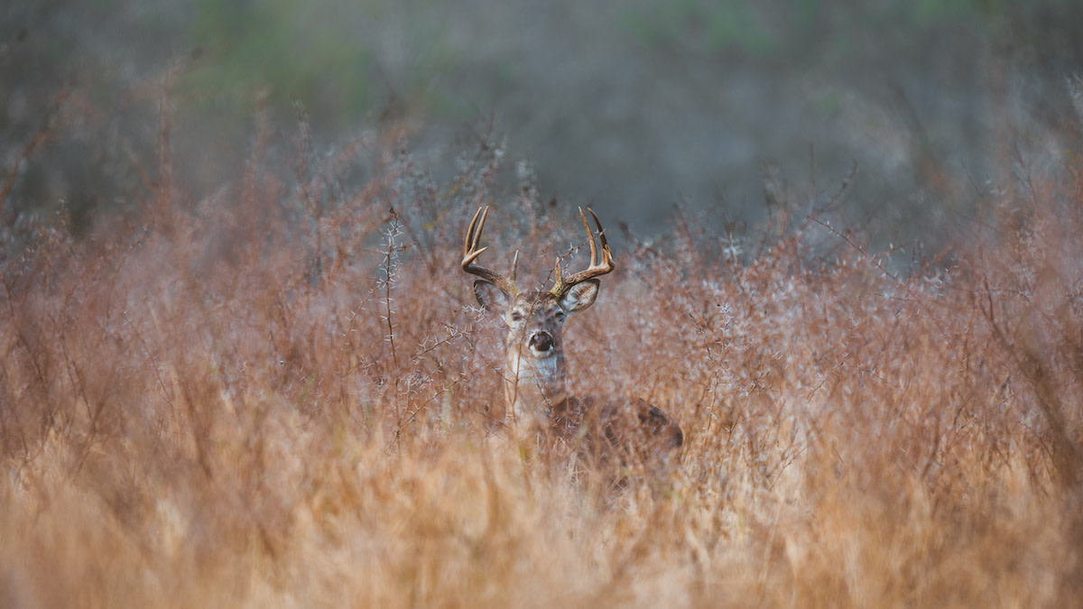 This Strategy Will Help You Kill More Rutting Bucks