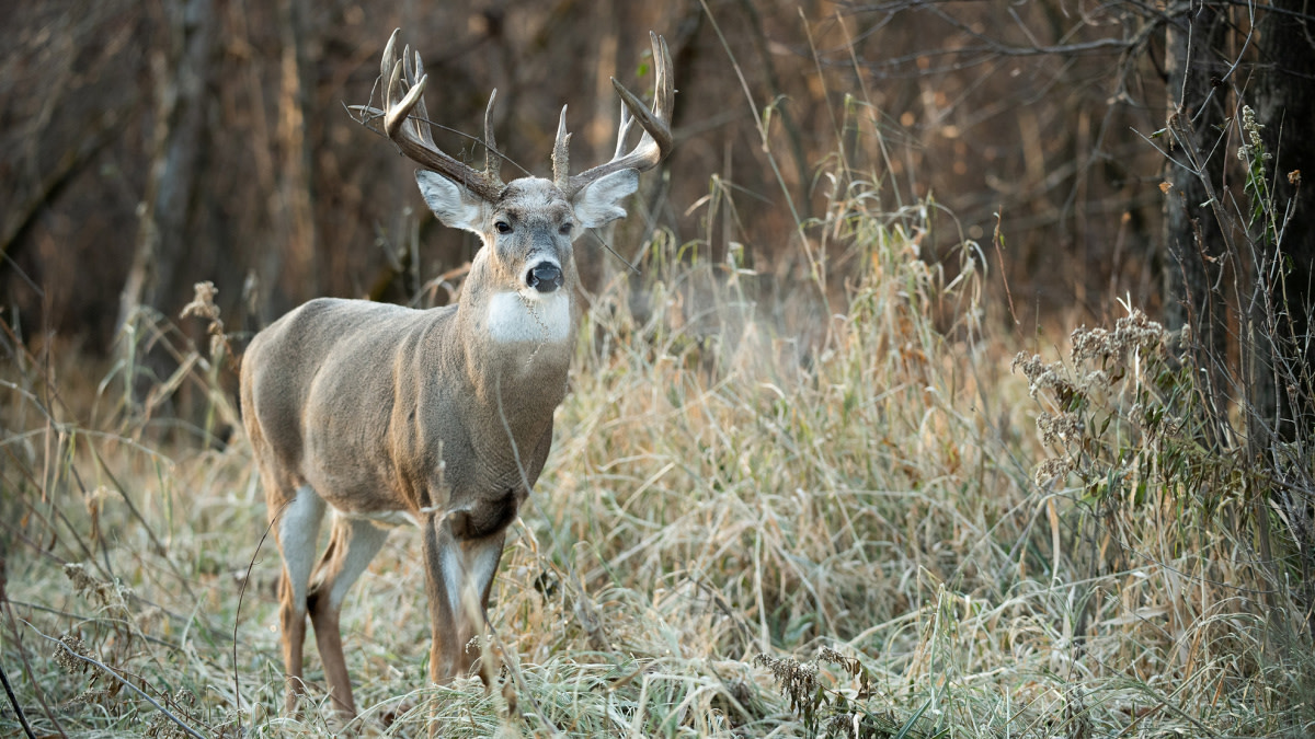 Rut Fresh Report: 11/3/2022 | MeatEater Wired To Hunt