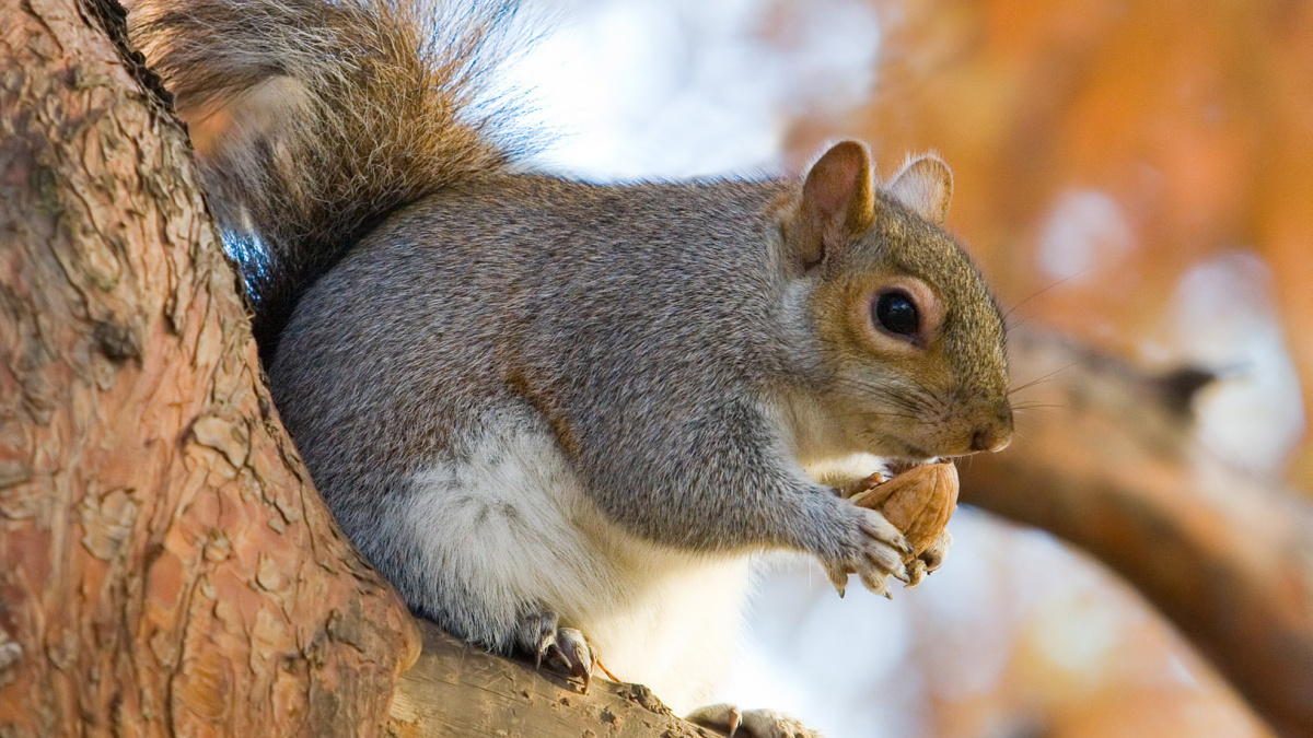 Do Squirrels Bite Testicles Off Other Squirrels MeatEater Hunting