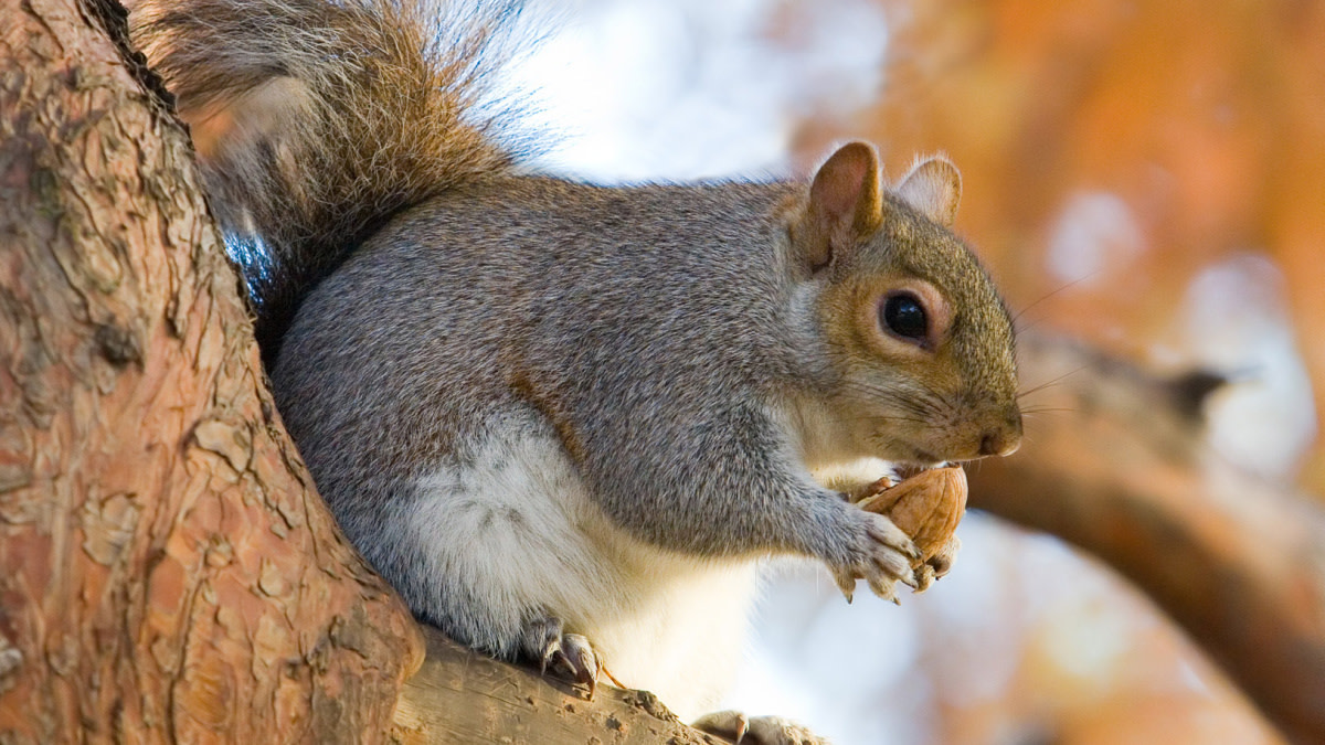 do squirrels eat dog food