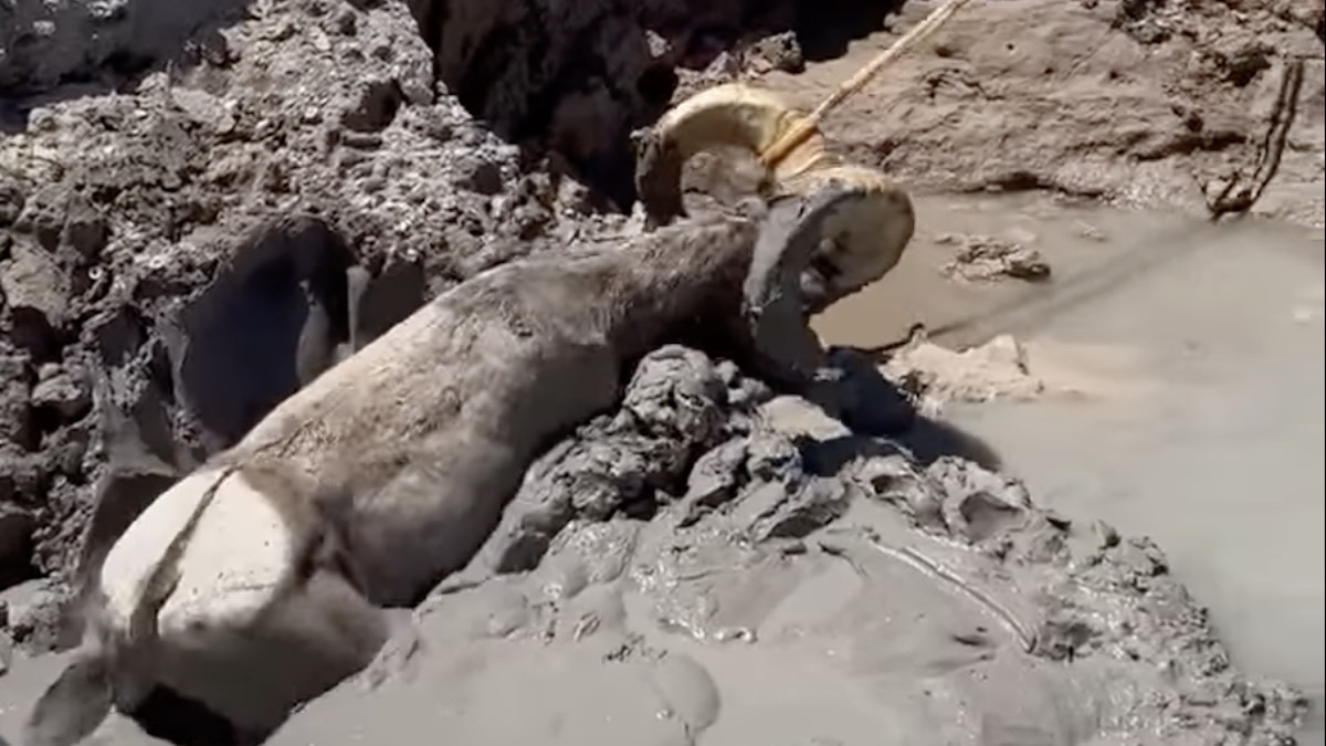 Video: Man Frees Bighorn Sheep From Lake Mead Mud