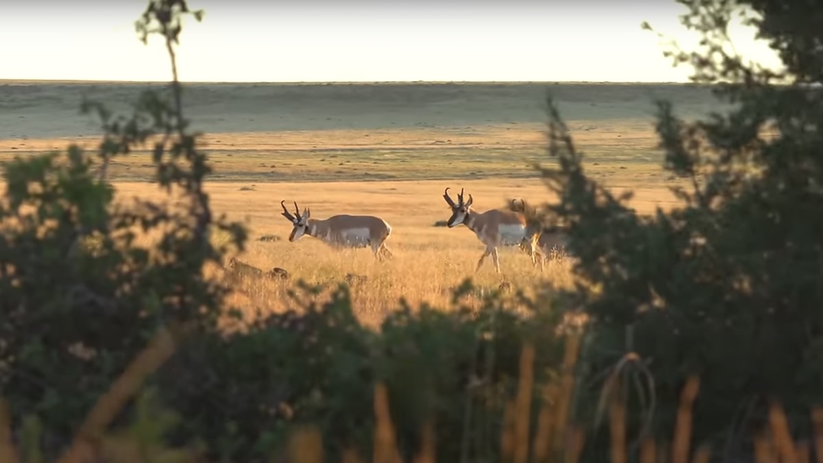 I’m Never Hunting Antelope With a Bow Again…