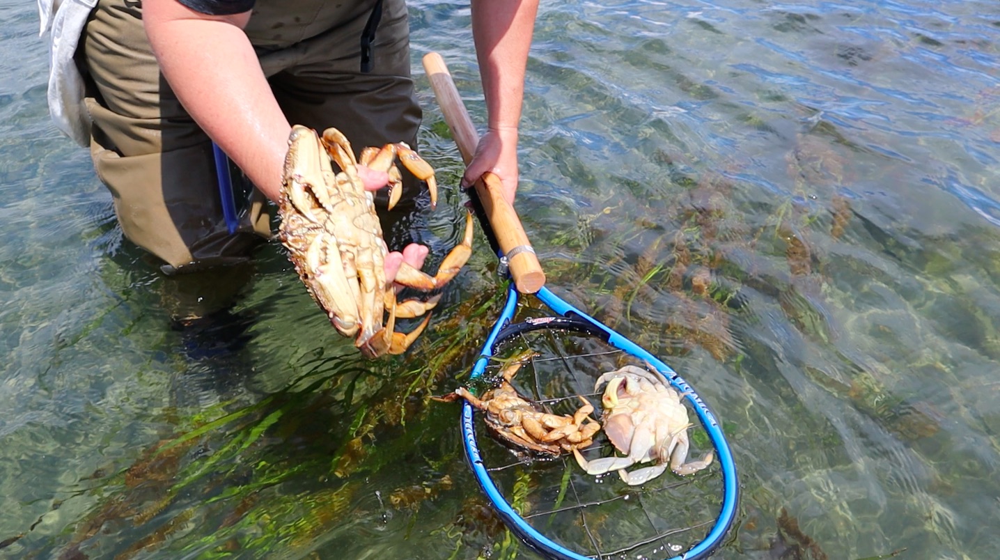 Sight Fishing for Dungeness Crabs