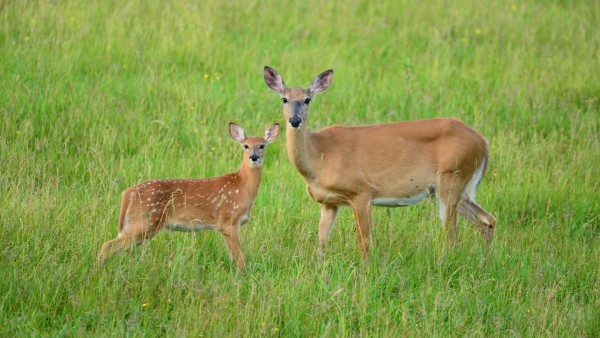 How the Newest Generation of Whitetails Survives
