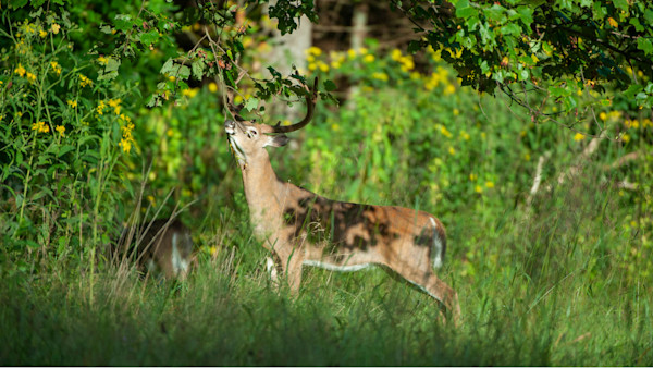 How to Use Mock Scrapes in Summer