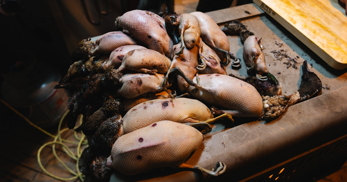 Two Montana Men Charged After Allegedly Killing 223 Ducks Two Montana Men Charged After Allegedly Killing 223 Ducks