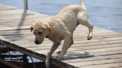 How to Properly Introduce a Puppy to Water 