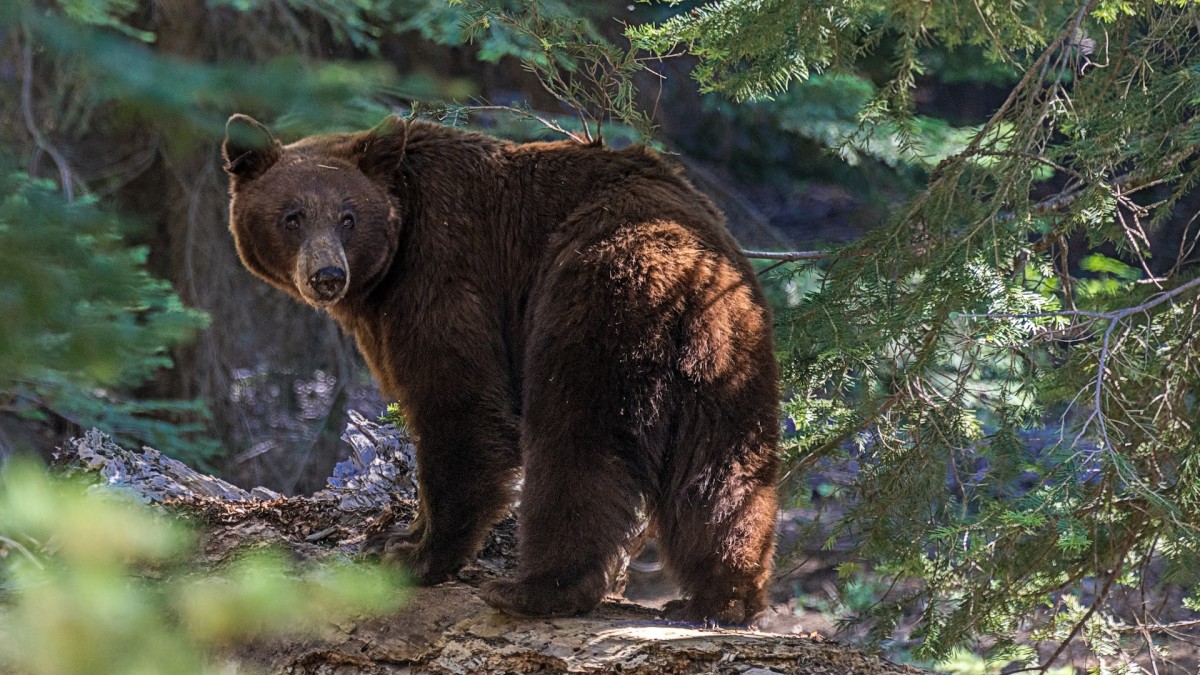 California Confirms First Documented Fatal Black Bear Attack | MeatEater  Conservation