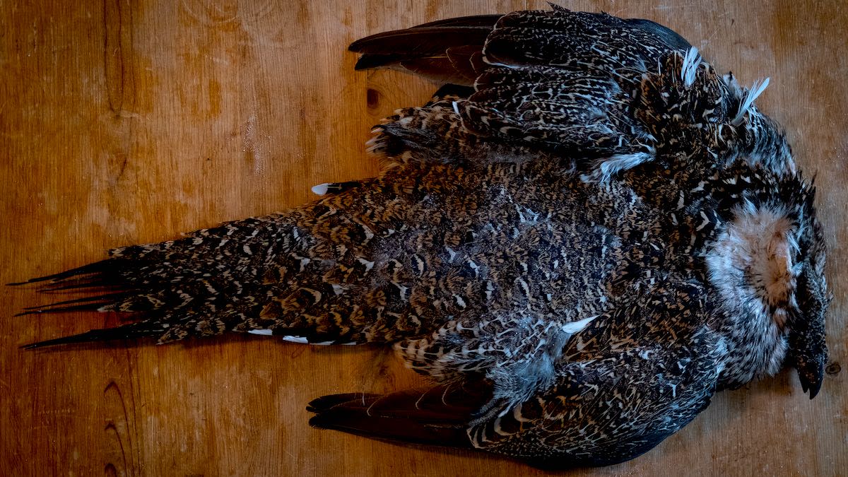 Ruffed Grouse Skin - Fly Tying Feathers