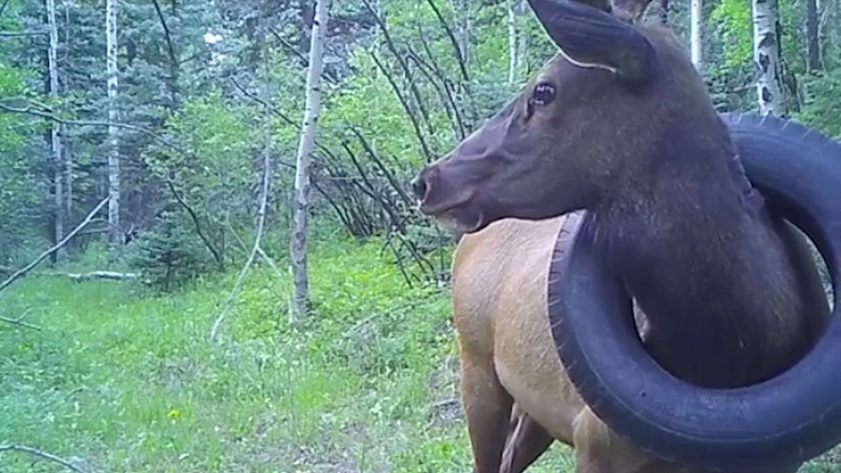 Photos: Wildlife Officials Free Elk After Two Years of Tire-Hauling