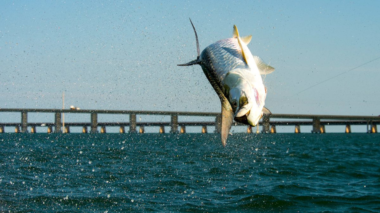 Is This the World’s Greatest Sportfish?