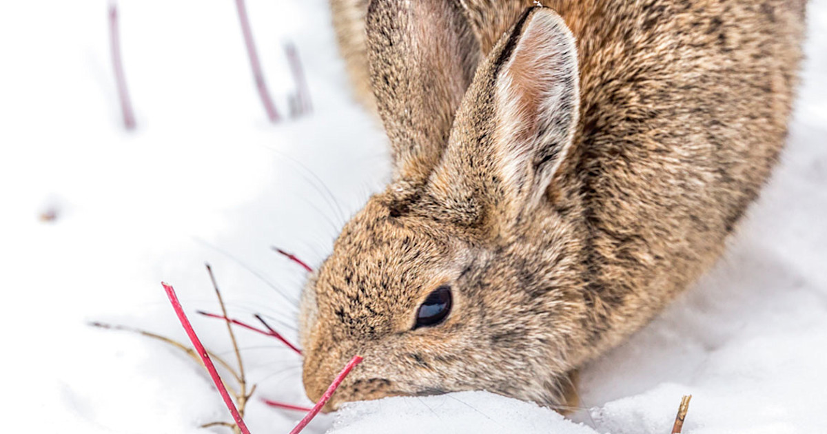 Cottontail Rabbit Hunting Tactics | MeatEater Hunting