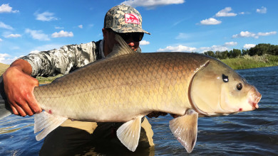 Trash Fish Tuesday: Bigmouth Buffalo