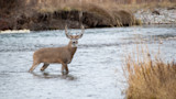 Whitetail buck with antlers standing in shallow river by a grassy bank