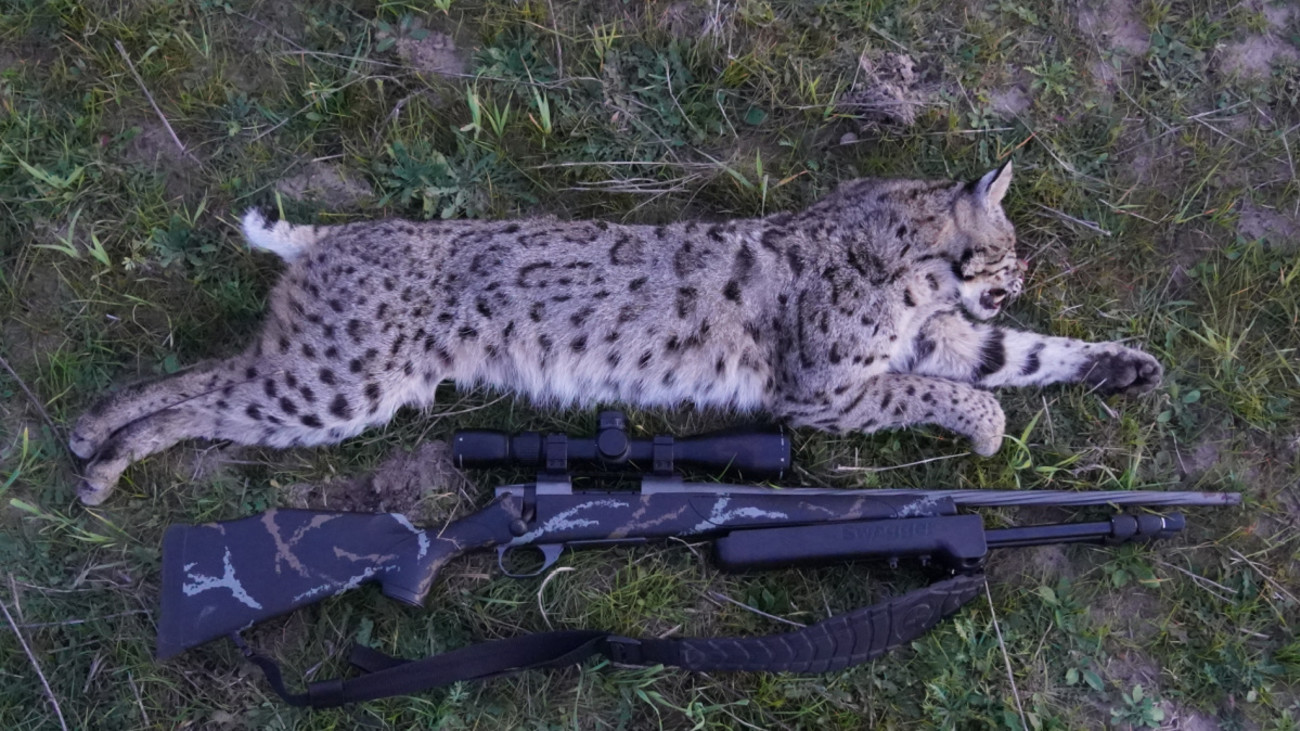 Will Hunters Retain Cougar and Bobcat Seasons in Colorado and Arizona?