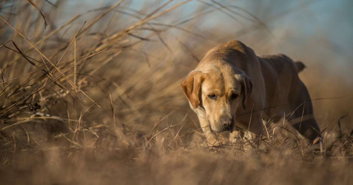 How to Train Your Dog to Blood Trail Deer | MeatEater Wired To Hunt