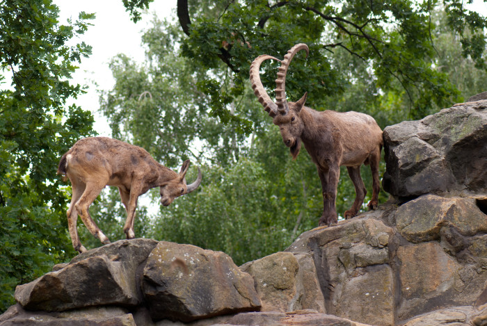 A rare and magnificent animal at the Zoologischer Garten - Berlin 2010